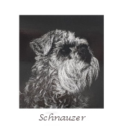 schnauzer