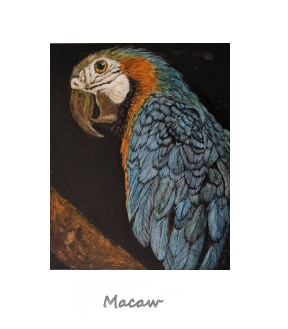 macaw