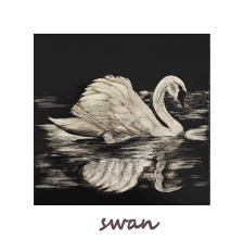 graceful swan